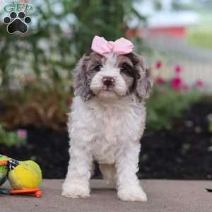 Nicole, Cockapoo Puppy